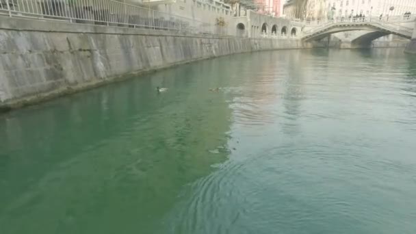 Légi Kilátás Kis Kacsák Úszás Folyó Ljubljana Szlovénia — Stock videók
