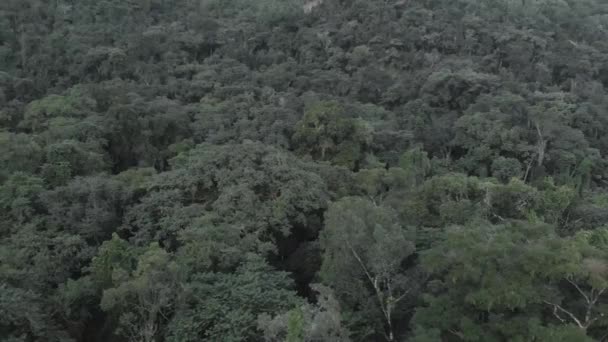 Olhar Atento Para Floresta Tropical Densa — Vídeo de Stock