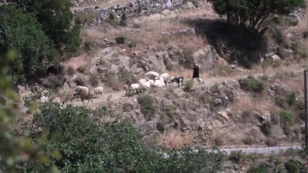 遥远的风景中 农民在山路上走着羊群 隐约看到一片漆黑的前景 — 图库视频影像