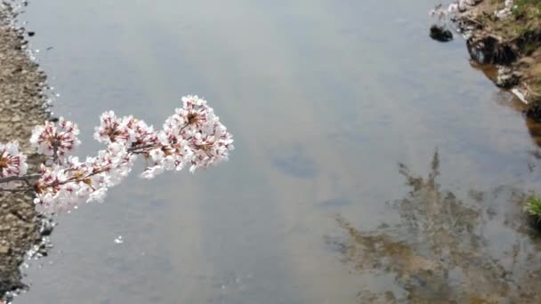 Krajina Pohled Krásné Přírodní Sakura Květ Plném Květu Pozadím Tekoucí — Stock video