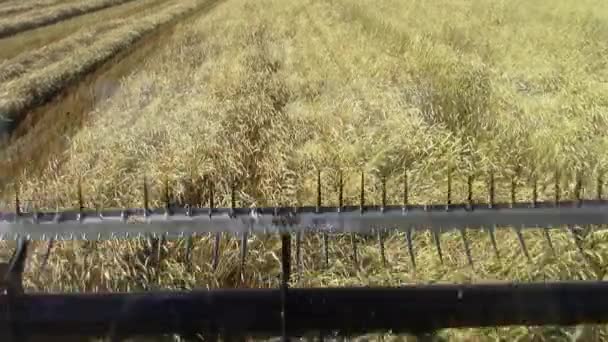 Der Fahrerkabine Ansicht Der Header Schneiden Von Weizen Mit Einem — Stockvideo