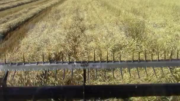 Binnen Cabine Uitzicht Header Snijden Tarwe Met Een Zwabber Zodat — Stockvideo