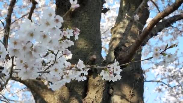Pohled Třešňové Květy Sakura Stromy Plném Květu Jsou Foukány Větrem — Stock video