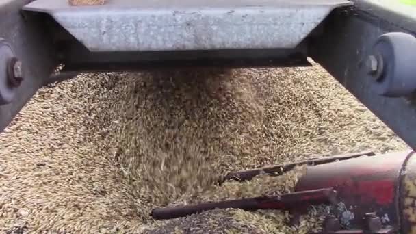 それは穀物の乾燥機に供給するように上のオーガーへの厳しい大麦の給餌 — ストック動画