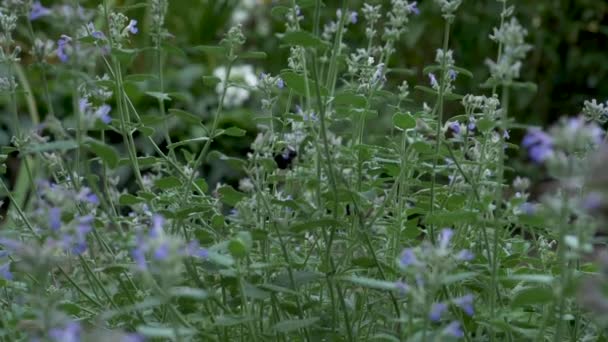 Motion Lent Grand Bourdon Bourdonne Autour Jardin Une Fleur Autre — Video