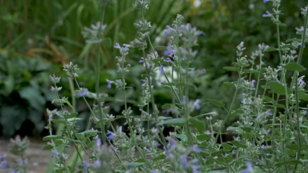 Büyük Bir Yaban Arısı Bir Çiçekten Diğerine Bir Bahçenin Etrafında — Stok video