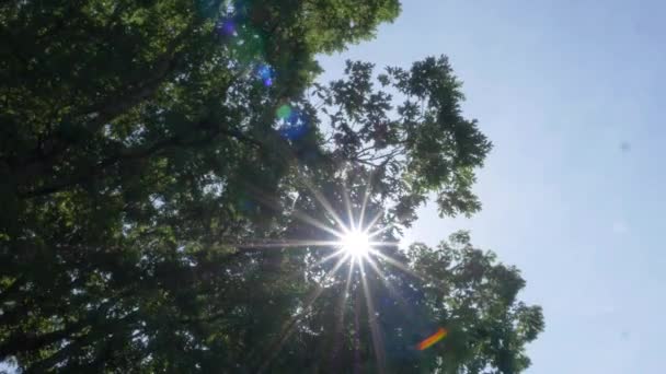 Blå Himmel Och Sol Genom Bladen Ett Träd Med Linsbloss — Stockvideo