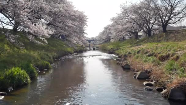 Kikuta Fukushima Japonya Bahar Güneşinin Açtığı Günde Kanalın Her Iki — Stok video