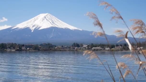 富士山自然景观图片集 以川口湖为前景 草木花和风吹拂 4K超高清视频短片片断 — 图库视频影像