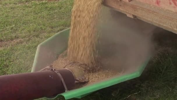 Gerstenschlamm Der Vom Auslauf Eines Getreidewagens Eine Schnecke Fällt — Stockvideo