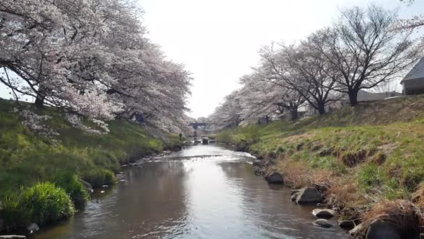 Kikuta Fukushima Japonya Bahar Güneşinin Açtığı Günde Kanalın Her Iki — Stok video