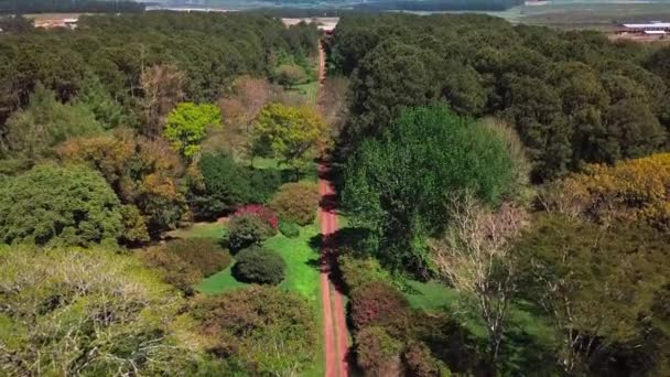 Εναέρια Αποκάλυψη Ενός Δασικού Δρόμου Κήπο Corrientes Αργεντινή Αφθονία Πράσινης — Αρχείο Βίντεο
