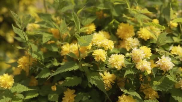 Tuft Van Bloemen Met Gele Bloemen Slow Motion — Stockvideo