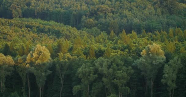 Time Lapse Coucher Soleil Comme Voit Sur Les Linceuls Forêt — Video