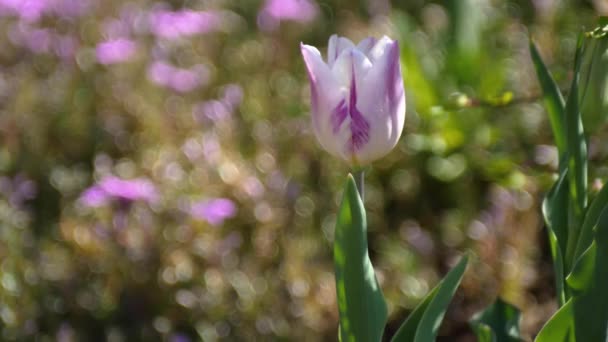Tulipano Bianco Viola Solitario Che Soffia Nel Vento Giardino Fiorito — Video Stock