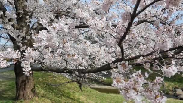 Widok Panoramiczny Piękne Naturalne Drzewa Sakura Kwiat Pełnym Rozkwitem Wiosennym — Wideo stockowe