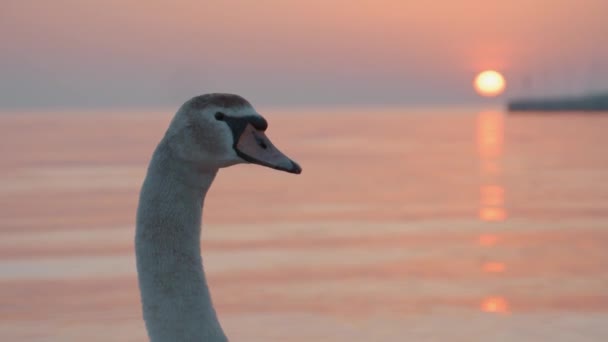 Cisne Olhando Para Nascer Sol Águas Calmas Mar Báltico — Vídeo de Stock