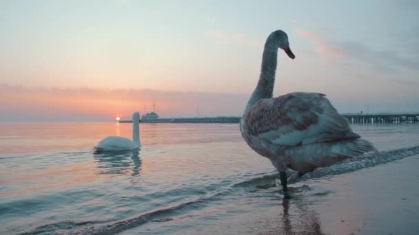 背後に桟橋がある日の出時に海岸に立つ白鳥や — ストック動画