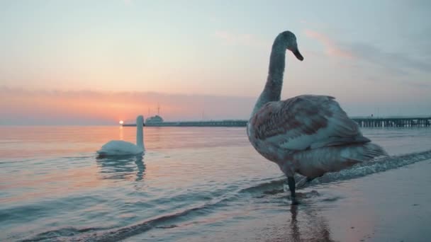 Cigno Piedi Riva Mare All Alba Con Molo Sullo Sfondo — Video Stock