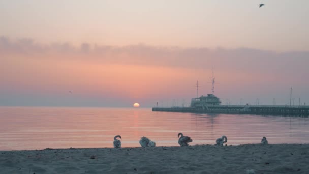 Łabędzie Siedzące Plaży Wschodzie Słońca Molo Tle — Wideo stockowe