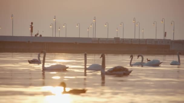 Swans Swimming Sea Sunrise Pier Background — Stock Video