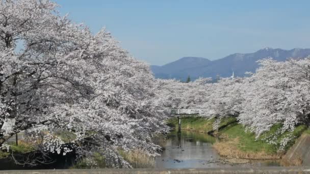 Landskapsutsikt Över Den Vackra Naturliga Lilla Kanalen Med Sakura Blomsterträd — Stockvideo