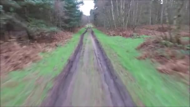 Dron Latający Wokół Jednego Tysięcy Lasów Wielkiej Brytanii Wygląd Lasu — Wideo stockowe