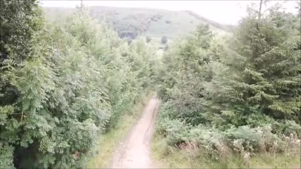 Dron Latający Wokół Jednego Tysięcy Lasów Wielkiej Brytanii Wygląd Lasu — Wideo stockowe