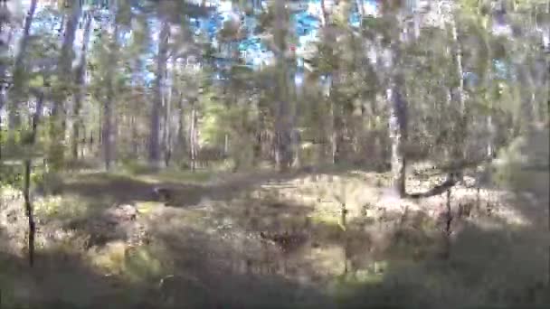 Dron Latający Wokół Jednego Tysięcy Lasów Wielkiej Brytanii Wygląd Lasu — Wideo stockowe