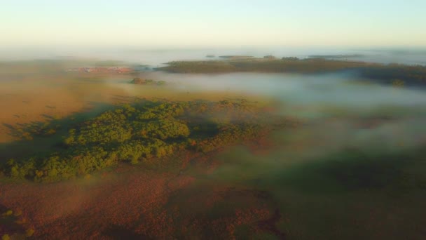 早朝の霧 熱帯雨林や日の出直後の松の木 アルゼンチンのCorrientes アルゼンチン 地平線に太陽 ドローン映像空撮 — ストック動画