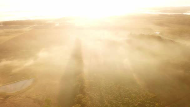 Niebla Mañana Pastizales Selva Tropical Pinos Justo Después Del Amanecer — Vídeos de Stock