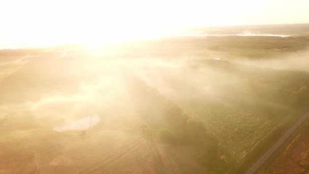 Early Morning Mist Grasslands Rainforest Pine Trees Just Sunrise Countryside — Stock Video