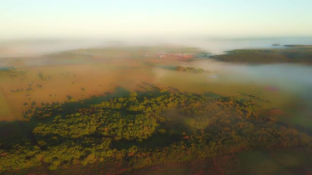 早朝の霧 熱帯雨林や日の出直後の松の木 アルゼンチンのCorrientes アルゼンチン ドローン映像空撮 — ストック動画