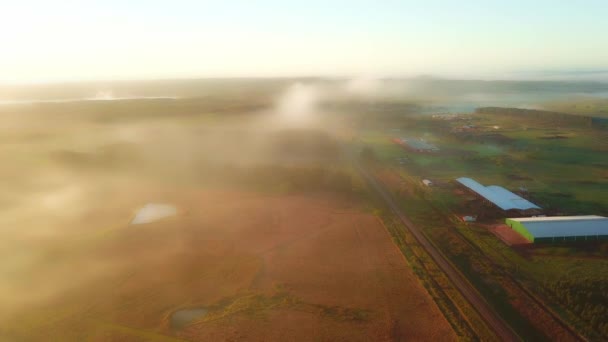 早朝の霧 熱帯雨林や日の出直後の松の木 アルゼンチンのCorrientes アルゼンチン 地平線に太陽 ドローン映像空撮 — ストック動画