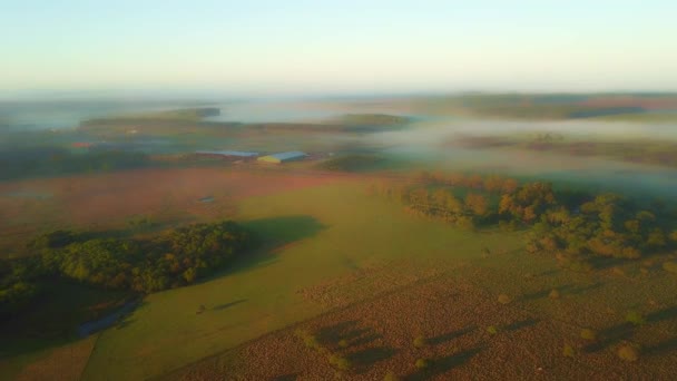 Niebla Mañana Pastizales Selva Tropical Pinos Justo Después Del Amanecer — Vídeos de Stock