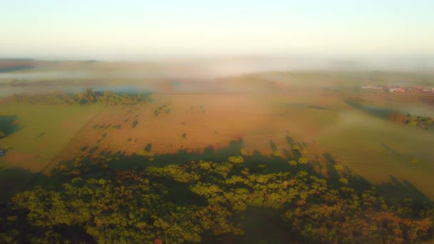 Early Morning Mist Grasslands Rainforest Pine Trees Just Sunrise Countryside — Stock Video