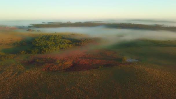 Nebbia Mattutina Praterie Foreste Pluviali Pini Subito Dopo Alba Campagna — Video Stock