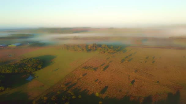 Early Morning Mist Grasslands Rainforest Pine Trees Just Sunrise Countryside — Stock Video