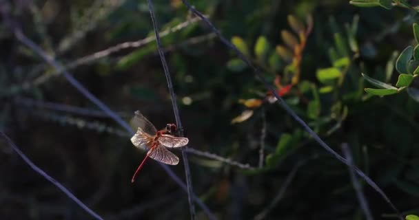 Libélula Roja Con Ala Rota Sosteniendo Una Rama Árbol Con — Vídeos de Stock