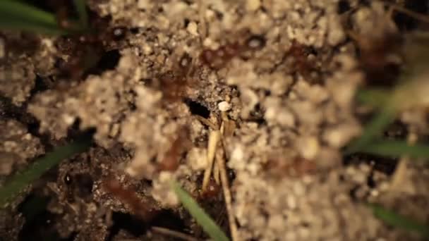 Panoramique Rapide Travers Sommet Monticule Fourmis Feu Déjà Perturbé Beaucoup — Video