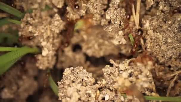 Shora Dolů Statický Záběr Čerstvě Narušeného Ohnivého Mraveniště Stovky Zběsilých — Stock video