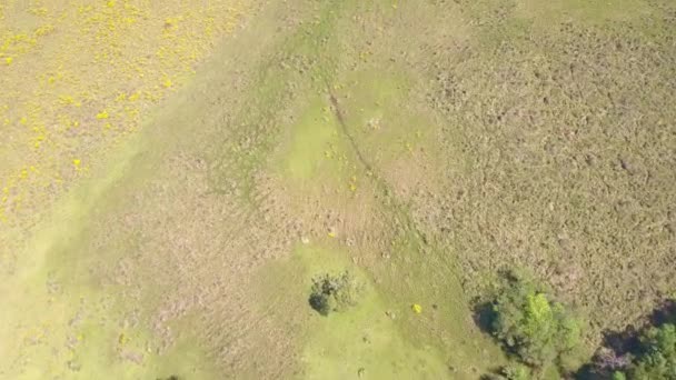 Pequena Corrente Água Campo Pastoreio Imagens Aéreas Drones — Vídeo de Stock