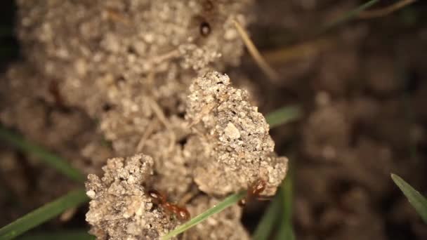 Top Static Shot Disturbed Fire Ant Mound Broken Dirt Looks — Stock Video