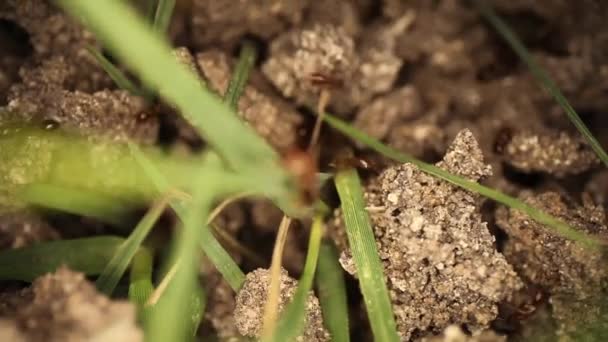 Lentamente Percorrendo Topo Monte Formigas Fogo Perturbado Grama Saindo Sujeira — Vídeo de Stock