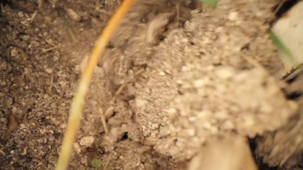 Tuingereedschap Roert Verstoort Vuurmierenhoop Veel Mieren Rennen Rond Zodra Vuil — Stockvideo