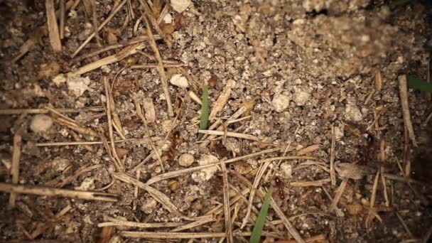 Wide Angle Macro Shot Disturbed Fire Ant Mound Static Shot — Stock Video