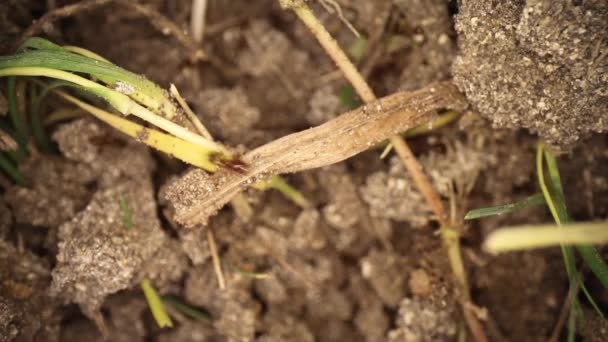 Boven Beneden Schot Van Een Verstoorde Vuurmier Heuvel Grassprietje Ziet — Stockvideo