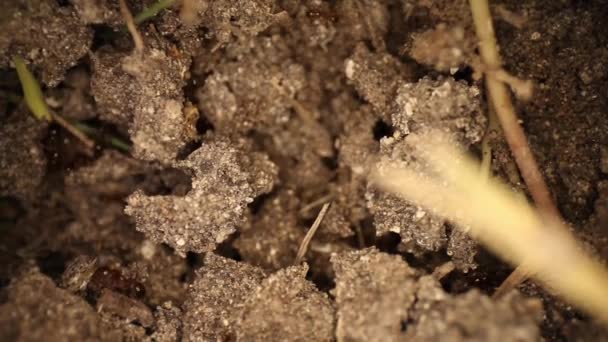 Two Ants Carrying Dirt Slowly Panning Top Disturbed Fire Ant — Stock Video