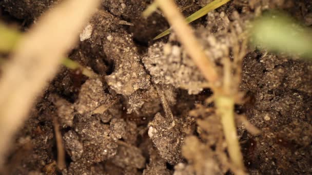 Top Static Shot Disturbed Fire Ant Mound Few Blades Grass — Stock Video