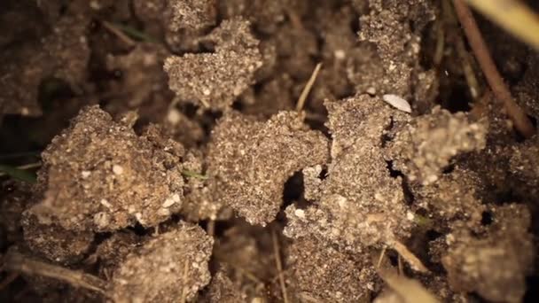 Slowly Panning Top Disturbed Fire Ant Mound White Bug Walking — Stock Video